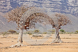 Myrrh tree photo