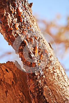 Myrrh tree resin photo