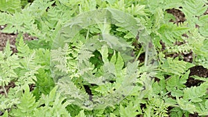 Myrrhis or myrrhis odorata green leaves close up