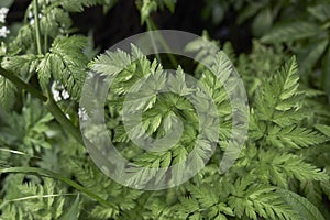 Myrrhis odorata leaves close up