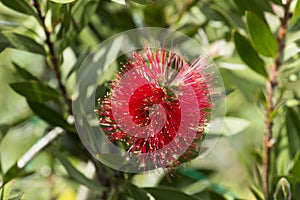 Myrtaceae photo