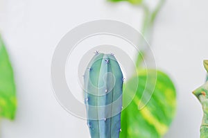 Myrtillocactus Geometrizans ,Cactus or Myrtillocactus