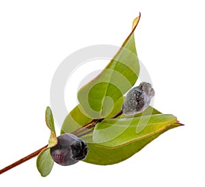 Myrtle  branch with berries