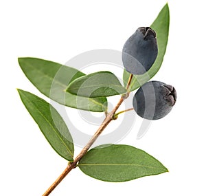 Myrtle branch with berries