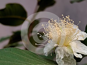 Myrtle,campomanesia,common guava flower