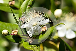 Myrtle flowers photo