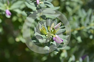 Myrtle-leaf milkwort