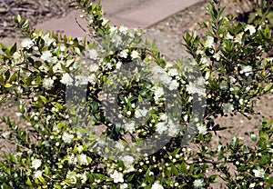 Myrtle; Myrtus communis