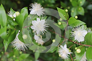 Myrtle, myrtus, myrthen, common myrtle