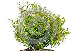 Myrtle  plant