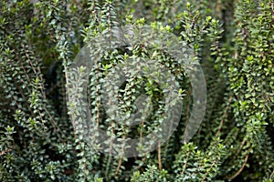 Myrtle plant, Myrtus communis background