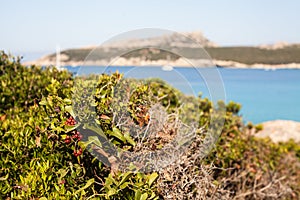 Myrtle plant - sardinia, italy