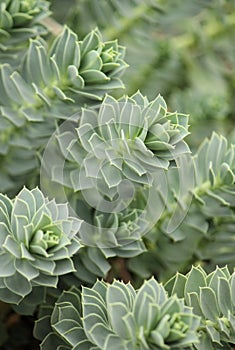 Myrtle Spurge - Euphorbia myrsinites