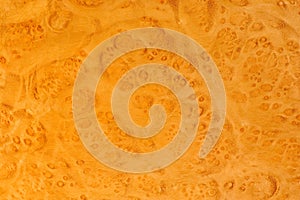 Myrtle Tree Root Texture