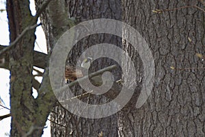 Myrtle Warbler (Setophaga coronata coronata) perched in tree along woodland hiking trail