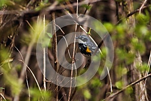 Myrtle Warbler in a thicket.