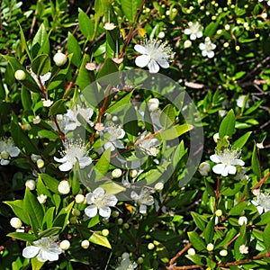 Myrtus
