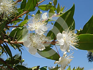 Myrtus blossom