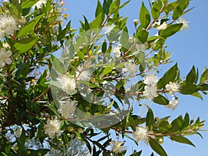 Myrtus blossom
