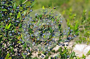 Myrtus communis, the Common myrtle