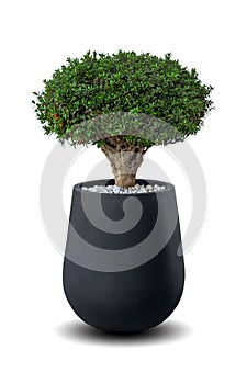 Myrtus myrtle tree, Bonsai a potted plant isolated over white