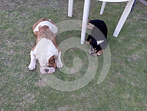 mys Bulldog Ingles playing photo