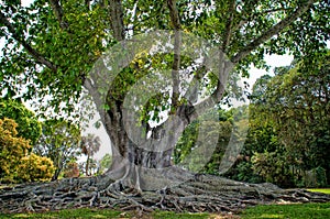 Mysore Fig Tree photo