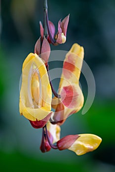 Mysore trumpetvine thunbergia mysorensis