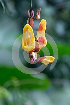 Mysore trumpetvine thunbergia mysorensis photo