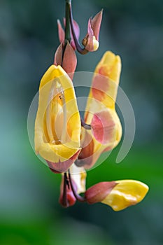 Mysore trumpetvine thunbergia mysorensis photo