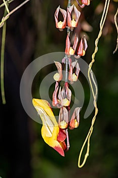 Mysore trumpetvine (thunbergia mysorensis photo