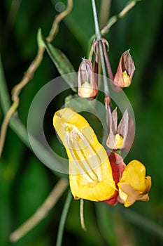 Mysore trumpetvine (thunbergia mysorensis photo