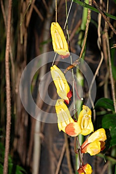 Mysore trumpetvine (thunbergia mysorensis photo