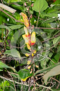 Mysore trumpetvine (thunbergia mysorensis photo