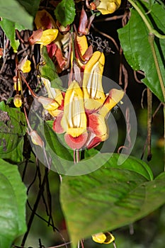 Mysore trumpetvine (thunbergia mysorensis photo