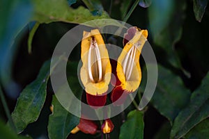 Mysore trumpetvine, Thunbergia mysorensis photo