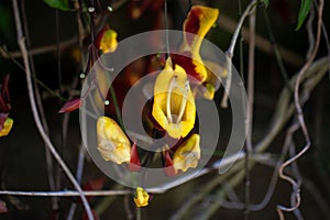 Mysore trumpetvine, Thunbergia mysorensis photo