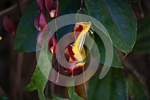 Mysore trumpetvine, Thunbergia mysorensis photo