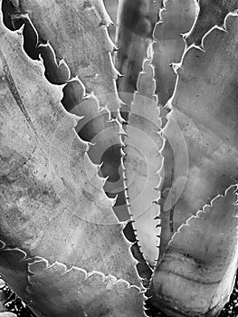 Mysteries Of The Agave Cactus In Monochrome
