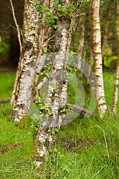 Mysteries forest of birch. Green landscape for background.