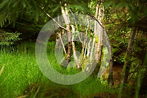 Mysteries forest. Green landscape for background.