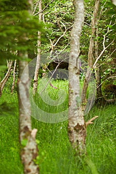 Mysteries forest. Green landscape for background.