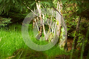 Mysteries forest. Green landscape for background.