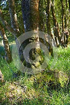 Mysteries forest. Green landscape for background.