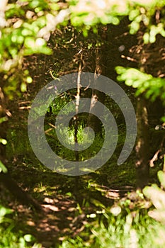 Mysteries forest. Green landscape for background.