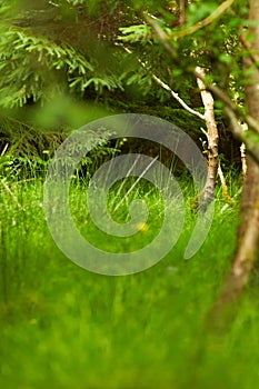 Mysteries forest. Green landscape for background.