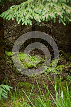 Mysteries forest. Green landscape for background.