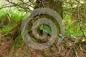 Mysteries forest. Green landscape for background.