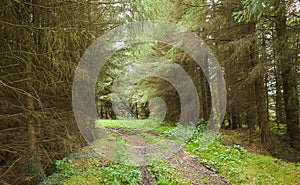 Mysteries forest. Green landscape for background.