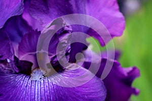 Mysteries of a Purple Bearded Iris